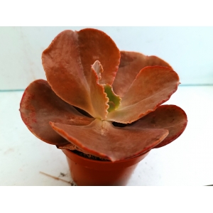 Echeveria crenulata m-8.5  rf. 090224 1