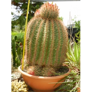 Ferrocactus staniesii v.plouss