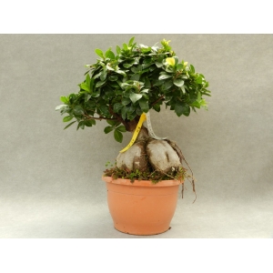 Ficus ginseng 1500gr