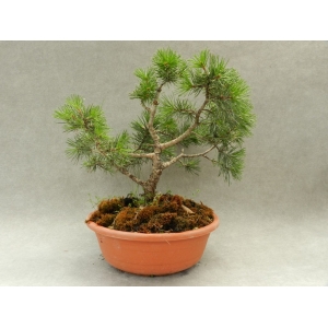 Pinus silvestris 6 años