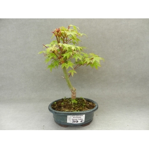 Acer palmatum deshojo 9 años