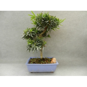 Podocarpus 12 años