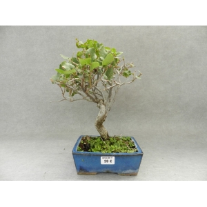 Quercus Suber 6 años