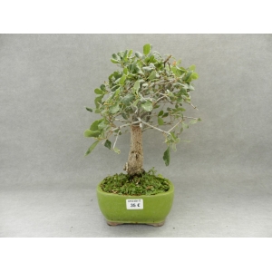 Quercus suber 8 años