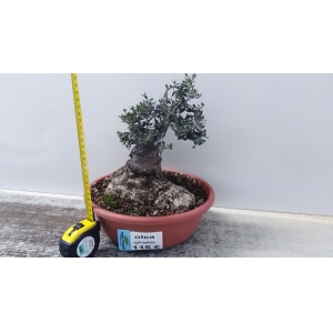 a.olivo. olea sylvestris.2