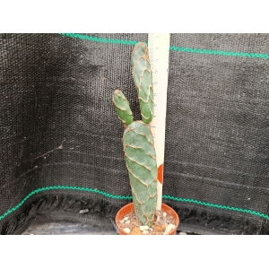 Opuntia cv. cobra rf. 111222-1 1
