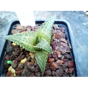 Haworthia tessellata cv. Neat rf. 080123 1
