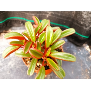 Peperomia graveolens rf. 160223 1