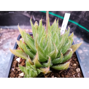 haworthia translucens . Krom River rf. 040323 1