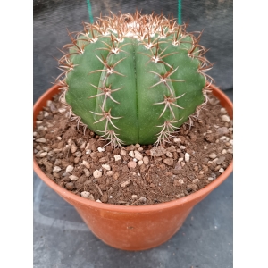 Melocactus matanzanus rf. 2805234 1