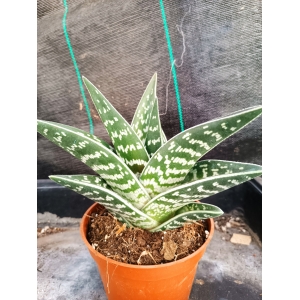 Aloe Variegata m-13 rf. 071223 1