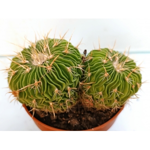 Echinofossulocactus multicostatus m-8.5 rf. 170224 1
