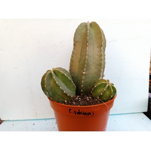 Echinocereus subinermis (grande) m-13  rf. 170224 1
