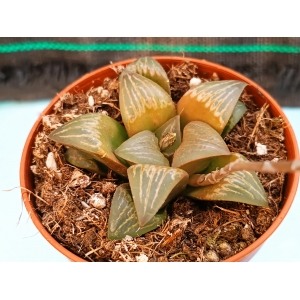 Haworthia selecciòn EV rf. 240224 1