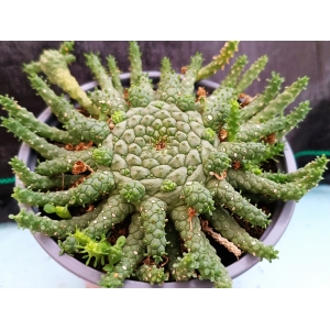 Euphorbia Gorgonis m-13 rf. 250224 1