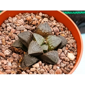 Haworthia seleccion EV  m-8.5 rf. 250224 1