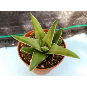 Haworthia selecciòn EV  m-8.5 rf. 270224 1