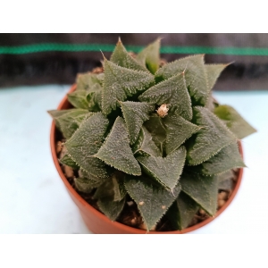Haworthia Rosalinda m-8.5 rf. 020324 1