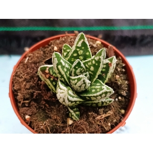 Haworthia selecciòn EV-2 m-8.5 rf. 020324 1