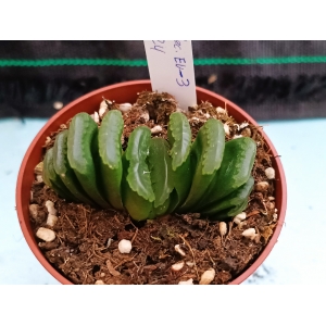 Haworthia selecciòn EV-3 m-8.5 rf. 020324 1