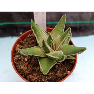 Haworthia selecciòn EV-4 m-8.5 rf. 020324 1