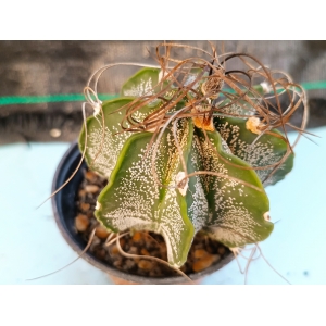 Astrophytum capricorne m-8.5 rf. 030324 1