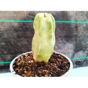 Lophocereus schottii monstruoso m-13 rf. 030324 1