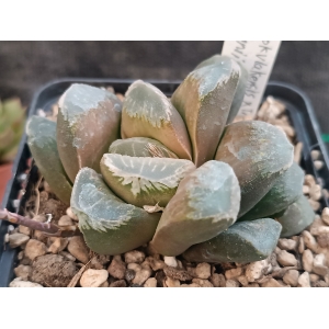 Haworthia springbokvlakensis x truncata x mahuganii x emelyae rf. 100324 1