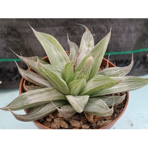 Haworthia retusa cv. grey ghost rf. 190324 1