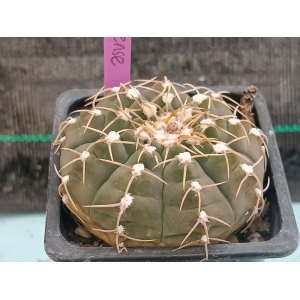 Gymnocalycium Riojense m- 7x7 rf. 230324