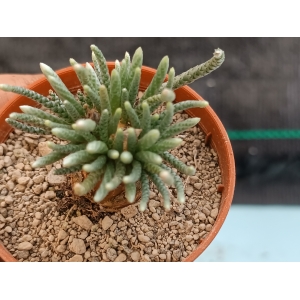 Avonia quinaria ssp. alstonii m-5.5 rf. 230324 1