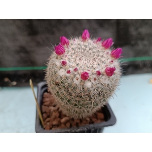 Mammillaria albata San Ciro m- 7x7 rf. 290324 1