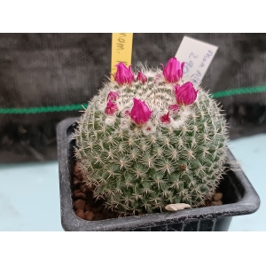 Mammillaria albata San Ciro - 2  m-7x7 rf. 290324 1