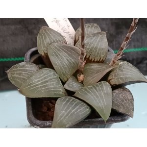 Haworthia springbokvlakensis  ( de semilla ) m-7x7 rf. 290324 1