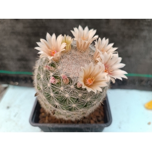 Mammillaria candida m-9x9 rf. 070424 1