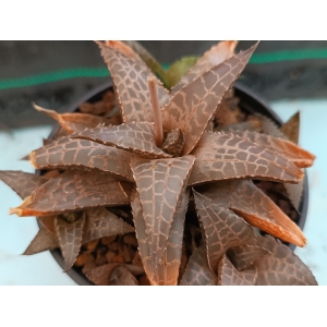 Haworthia venosa ssp. parva m-8.5 rf. 270424 1