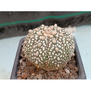 Astrophytum asterias SK m-7x7 rf. 160624