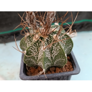 Astrophytum capricorne m-7x7 rf. 160624 1