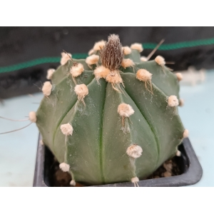 Astrophytum hibrido m- 7x7 rf. 160624 1