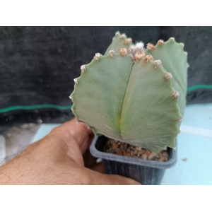 Astrophytum myriostigma cuatricostatum m-7x7 rf. 160624 1