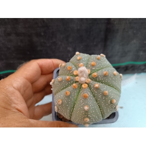Astrophytum asterias m- 8x8 rf. 160624 - 827 1