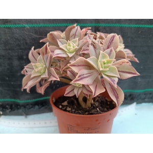 Aeonium Leucoblepharum m-11  rf. 160624 1