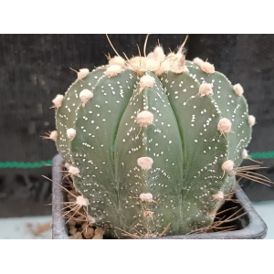 Astrophytum hibrido m-7x7 rf. 160624- 851 1