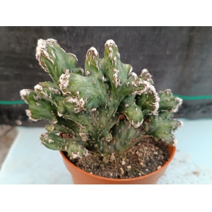 Monvillea spegazzinii crestada m-8.5 rf. 230624 1