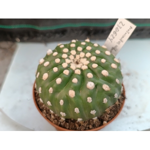 Notocactus ubelmannianus inermis m-8.5 rf. 230624 1