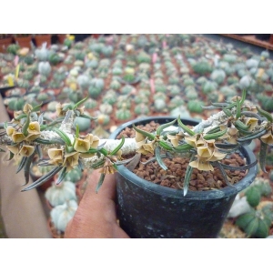 Euphorbia cylindrifolia v. tuberifera 1