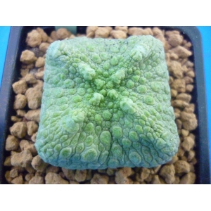 Pseudolithos cubiformis 1