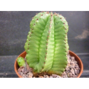 Euphorbia sp. rf. 030222 1