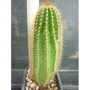 Neobuxbaumia polylopha  - 2 rf. 170222