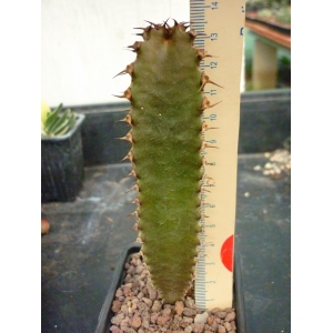 Euphorbia canariensis rf. 110322